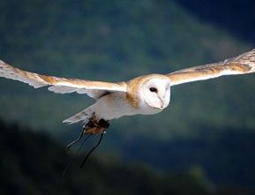 Barn Owl