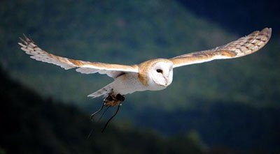 Barn Owl