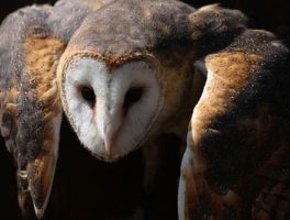 Barn Owl
