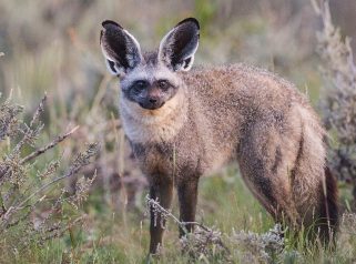 Bat-Eared Fox