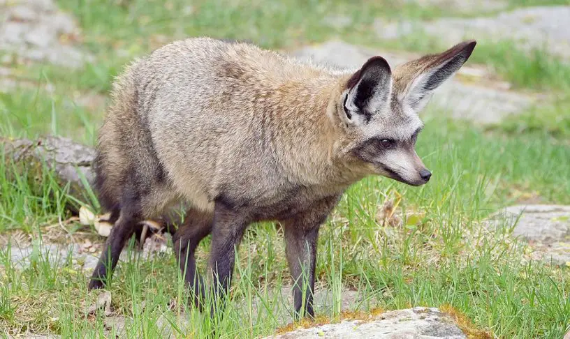 Bat-Eared Fox