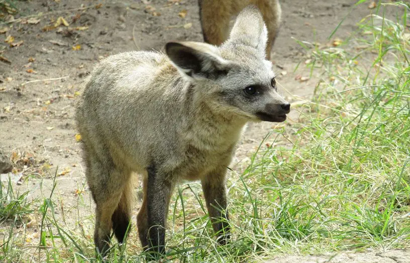 Bat-Eared Fox
