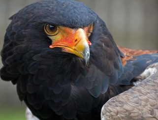 Bateleur Eagle