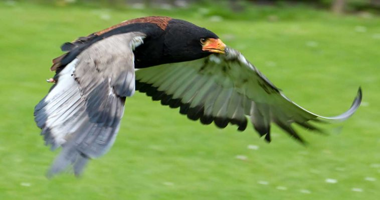Bateleur Eagle