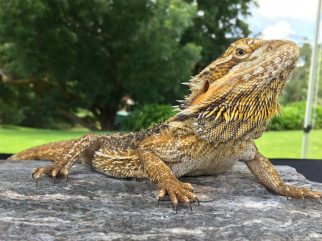 bearded dragon
