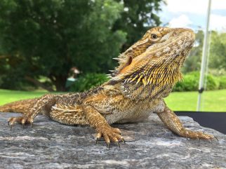 bearded dragon