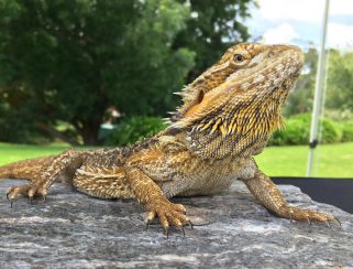 bearded dragon