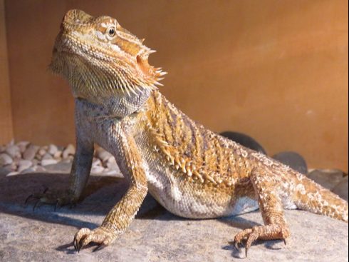central bearded dragon
