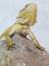 central bearded dragon