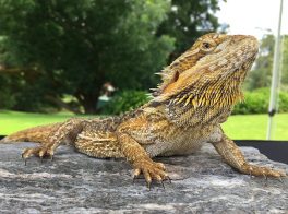 central bearded dragon