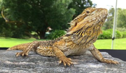 central bearded dragon