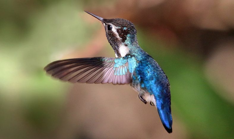 bee hummingbird