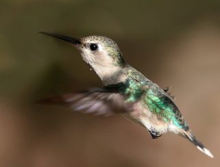 bee hummingbird