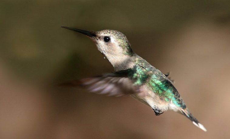 bee hummingbird