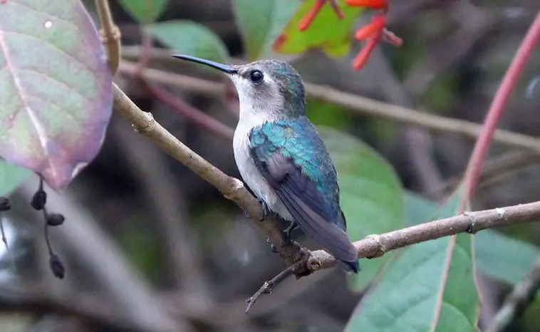 bee hummingbird