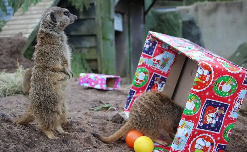 Christmas comes early for Belfast Zoo Animals
