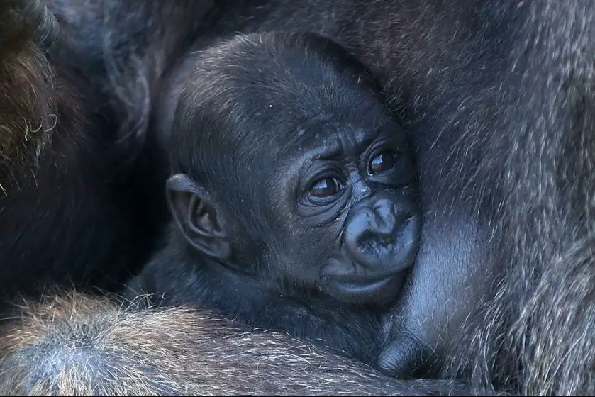 Belfast Zoo Gorilla Infant