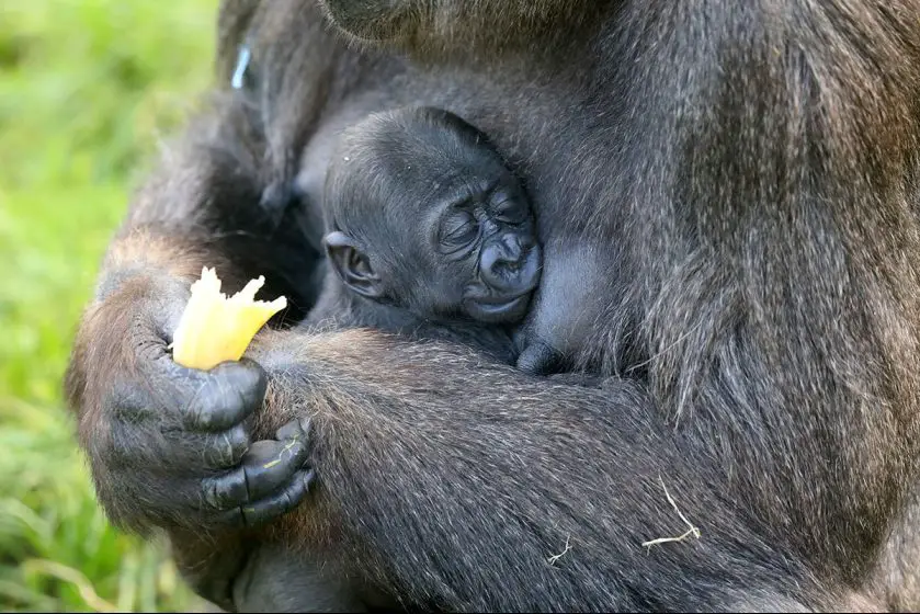Belfast Zoo Gorilla Infant