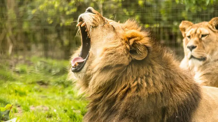 Record Breaking Year at Belfast Zoo
