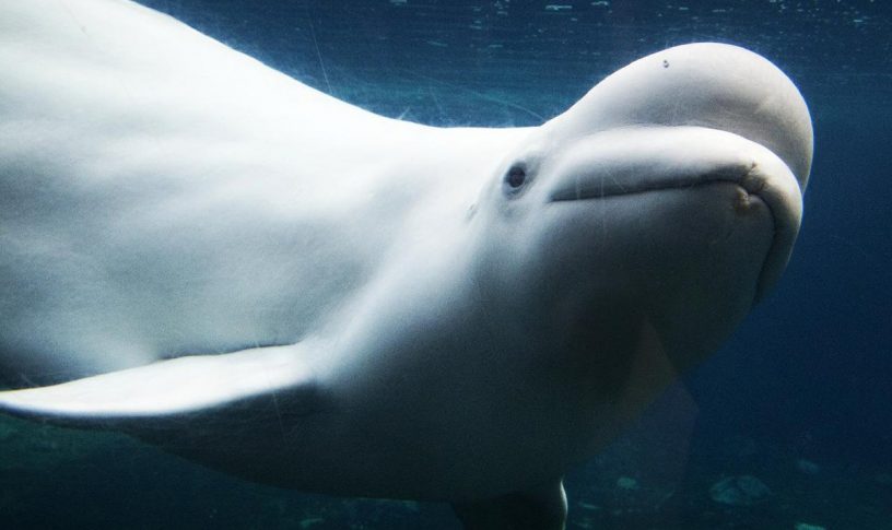 Beluga
