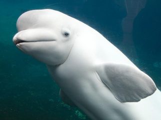 Beluga