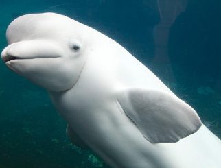 Beluga