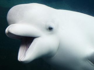 Beluga