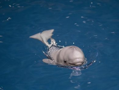 shedd aquarium beluga calf