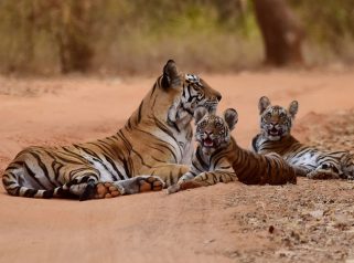 bengal tiger