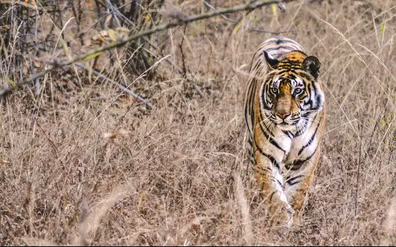bengal tiger