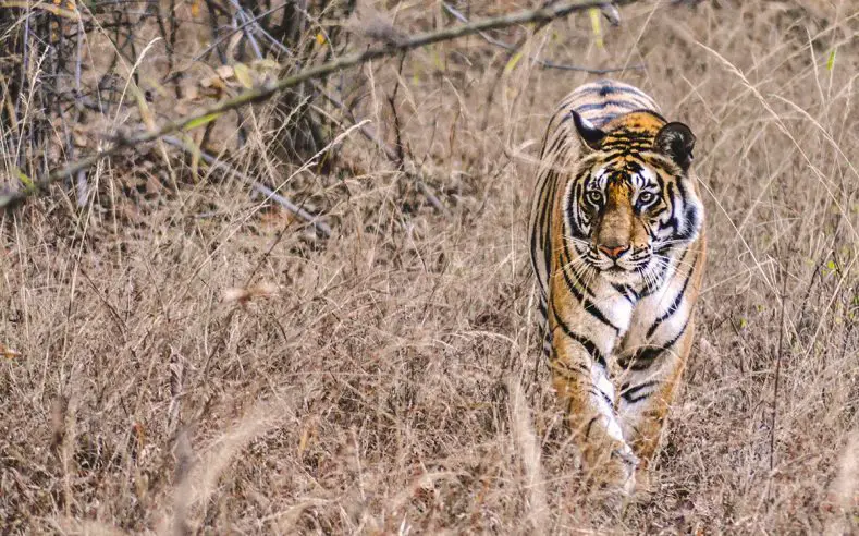 bengal tiger