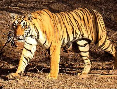bengal tiger