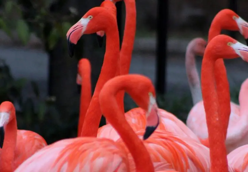 Carribean flamingo passing Smithsonian