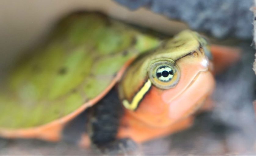 Big Headed Turtle Hatches at ZSL London Zoo