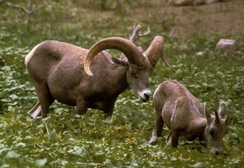 bighorn sheep