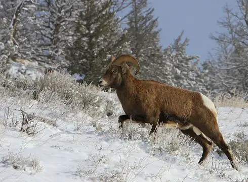 bighorn sheep