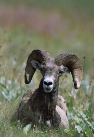 bighorn sheep
