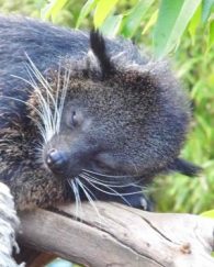 Binturong
