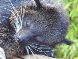 Binturong