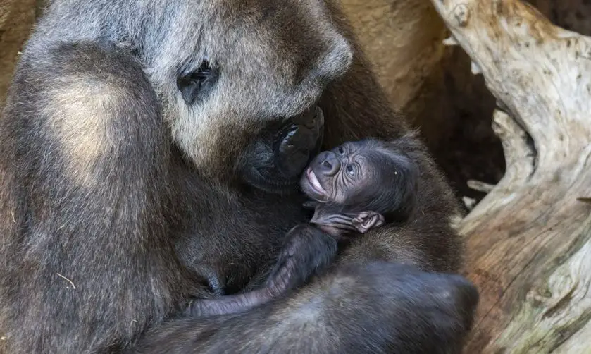 bioparc fuengirola gorilla birth