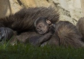 bioparc fuengirola gorilla birth
