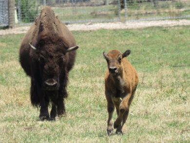 bison calf altina