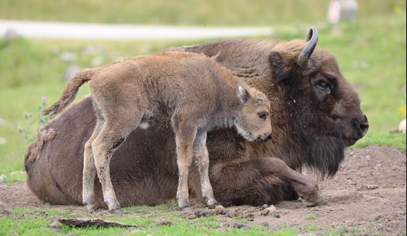 bison calf highland wildlife park