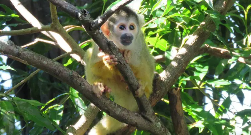 black-capped squirrel monkey