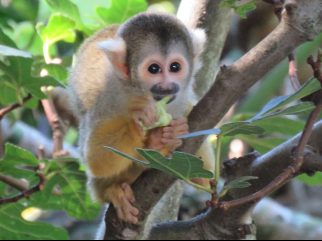 black-capped squirrel monkey