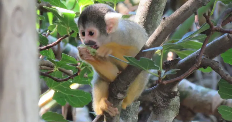 black-capped squirrel monkey