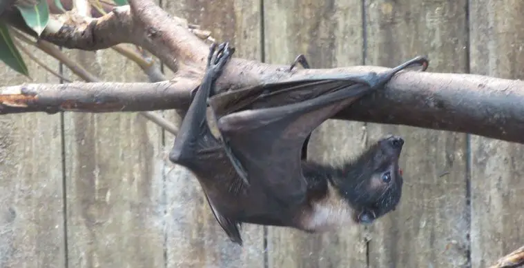 Black Flying Fox (Pteropus alecto)