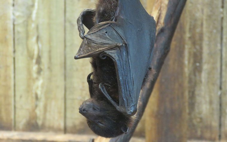 Black Flying Fox (Pteropus alecto)