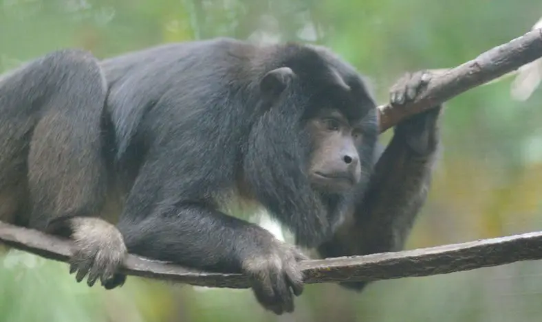 Black Howler Monkey