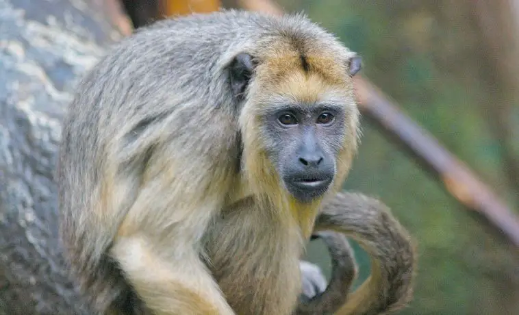 Black Howler Monkey